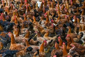 The move by Malaysia has surprised Singapore, which relies heavily on its neighbour for a large amount of its food imports, including a third of its chicken